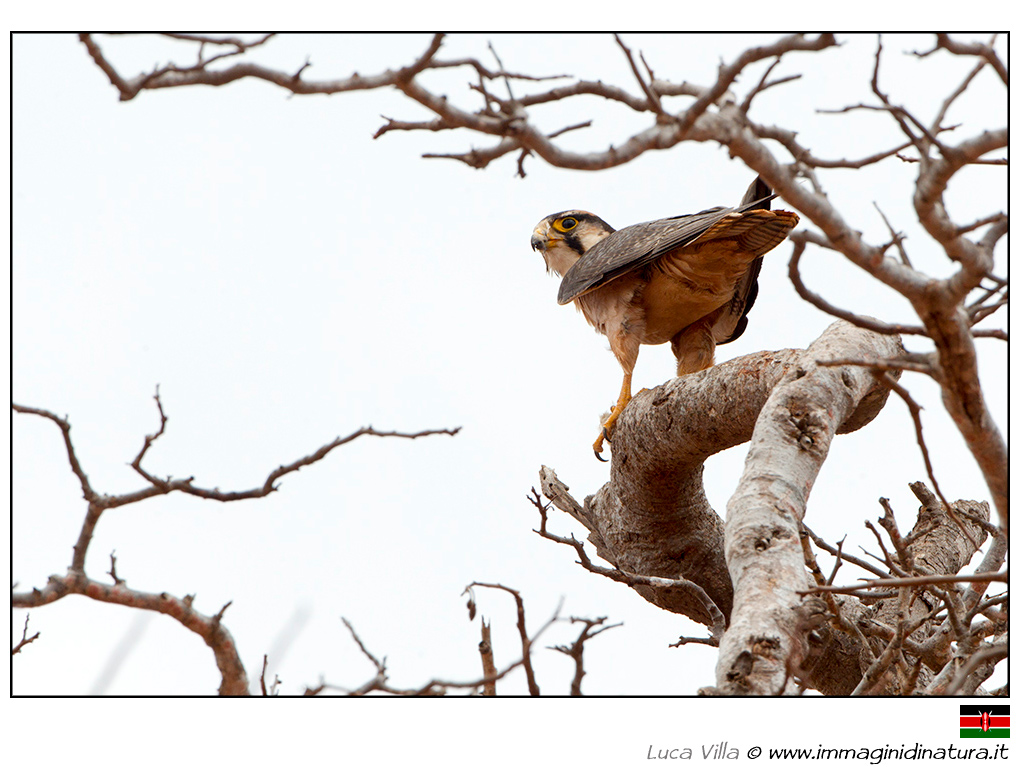 Falco pellegrino africano - Falco peregrinus minor